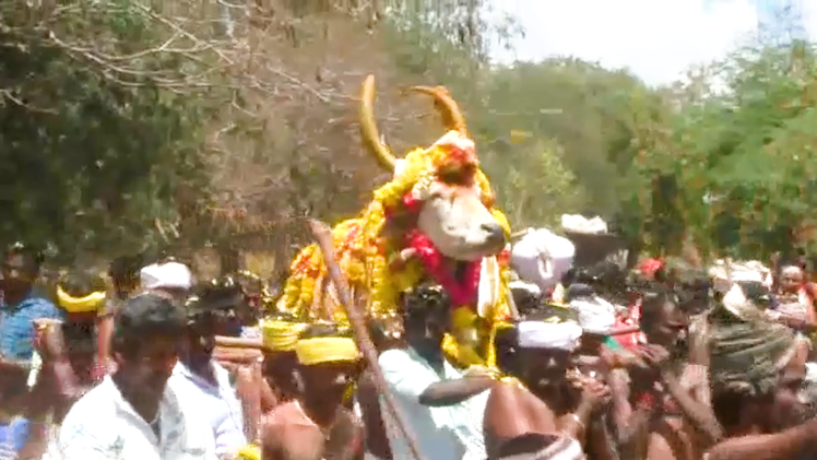 Video: Hàng trăm người dự tang lễ con 'bò ngôi sao' ở Ấn Độ