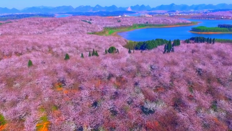 Video: Lạc vào vườn hoa anh đào 'đẹp nhất hành tinh'