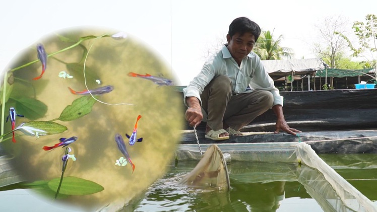 Góc nhìn trưa nay | Người đàn ông biến đất ruộng khô cằn thành ao nuôi cá tiền tỷ ở Sài Gòn