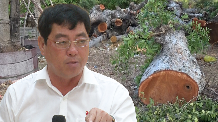 Video: Bí thư Vũng Tàu nhận khuyết điểm 'không tuyên truyền' vụ chặt cây cổ thụ