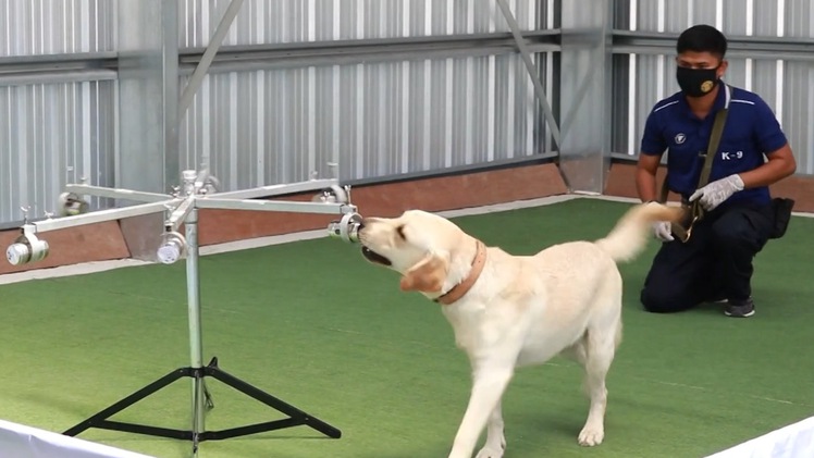 Video: Huấn luyện chó phát hiện vi rút corona trong 2 giây