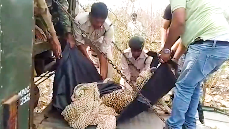 Video: Giải cứu con báo bị kẹt trong bẫy của thợ săn
