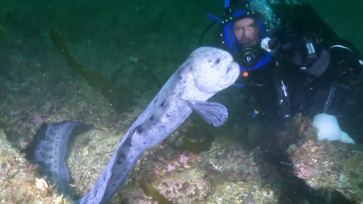Video: Màn mạo hiểm dụ lươn sói bằng thịt sống