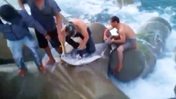 Video: Đứng ven bờ cũng câu được cá thu nặng đến 50kg, xém bị lôi tuột xuống biển
