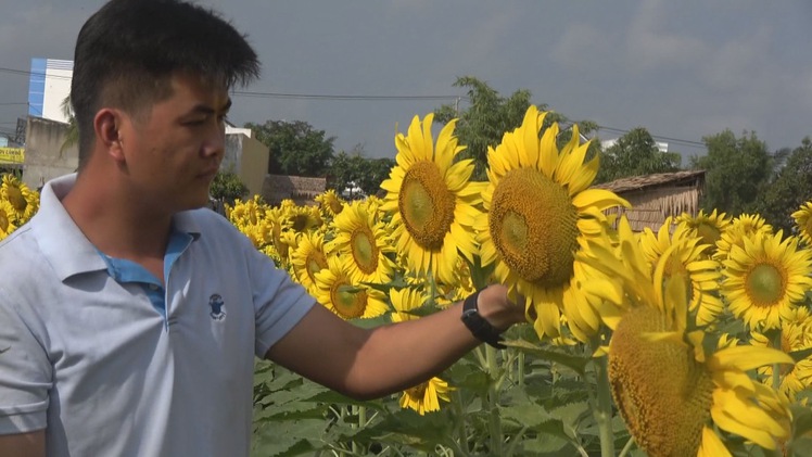 Góc nhìn trưa nay | Chàng kỹ sư nông nghiệp đưa hoa tam giác mạch về miền Tây