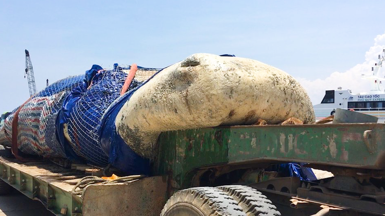 Video: Chở cá voi 10 tấn bằng xe container đến nơi an táng