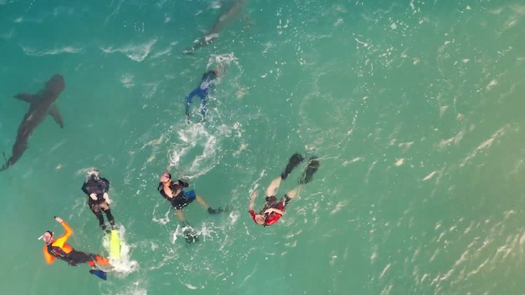 Video: Nơi du khách và hàng chục con cá mập cùng bơi lội