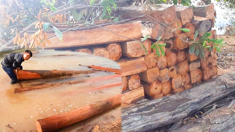 Video: Cận cảnh bãi gỗ lậu khu vực hồ thủy điện Sê San 4