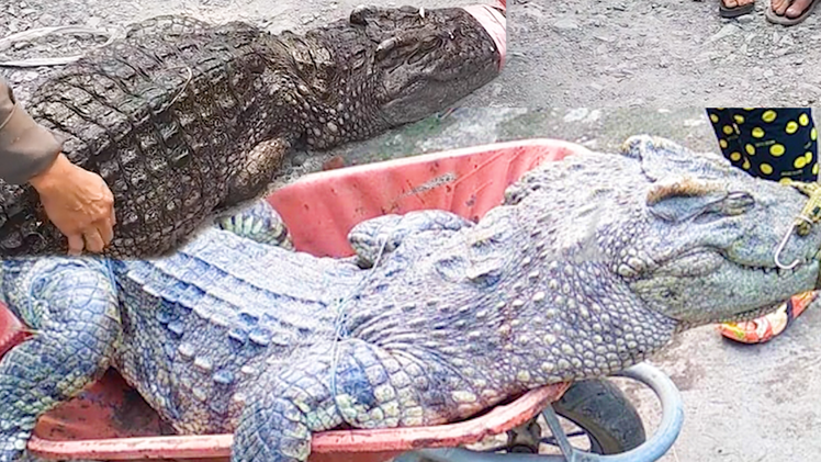 Video: Người dân bắt được 2 con cá sấu hơn 70kg dưới kênh ở vùng ven TP.HCM