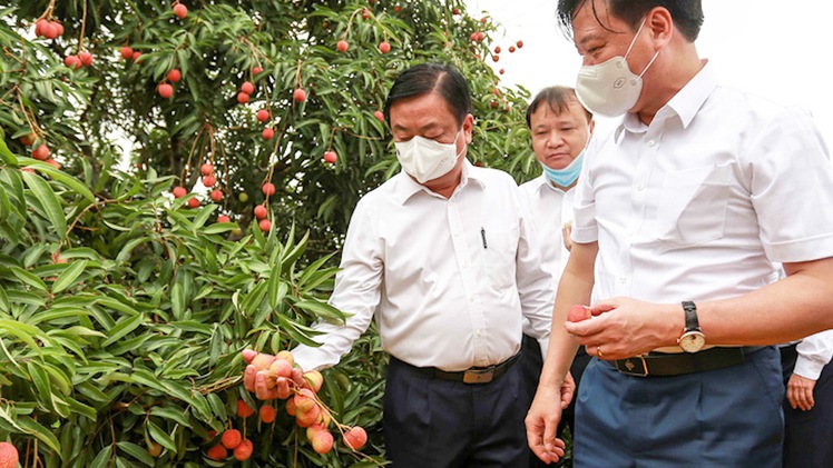 Video: Bộ trưởng Lê Minh Hoan đọc thơ, thăm vườn vải Hải Dương