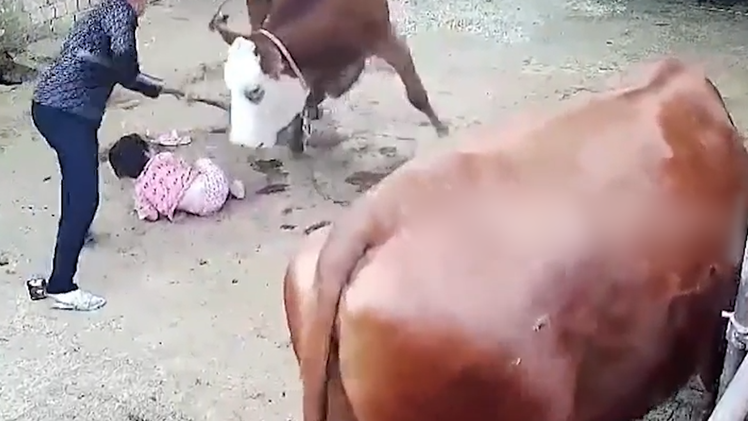 Video: Bò nổi điên tấn công bé gái tới tấp, người phụ nữ rất vất vả mới cứu được