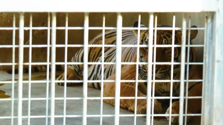 Video: 9 con hổ ở Nghệ An còn sống sau vụ ‘giải cứu’ hiện giờ ra sao?