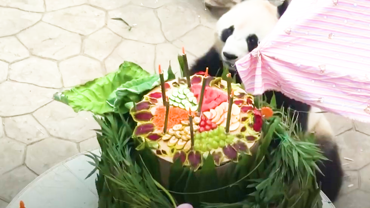 Video: Gấu trúc lên 7 tuổi được nhân viên sở thú tổ chức sinh nhật