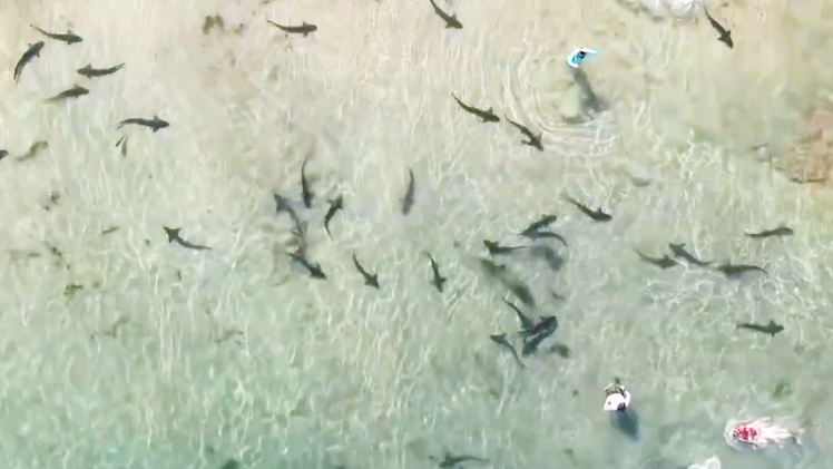 Video: Hàng trăm con cá mập báo xuất hiện gần bờ biển ở Mỹ