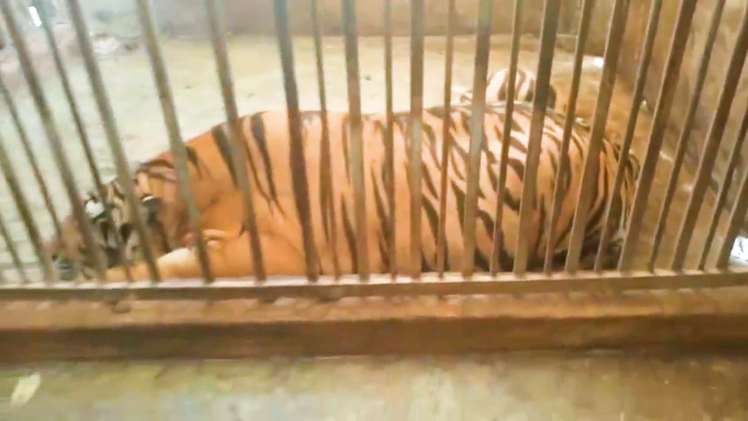 Video: Cận cảnh căn nhà có cách âm nuôi nhốt 17 con hổ, hàng xóm không hề hay biết