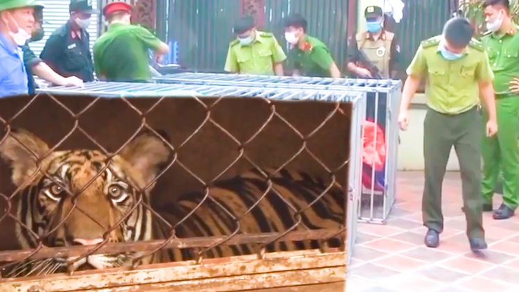 Video: Vụ nuôi cả đàn hổ ở Nghệ An, Đoàn liên ngành từng kiểm tra nhưng không phát hiện