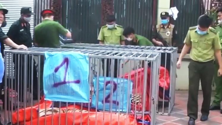 Video: Nguyên nhân dẫn đến hổ chết ở Nghệ An vẫn chưa được xác định chính xác