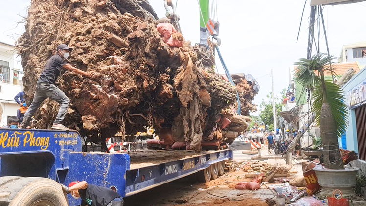 Video: Di dời cây đa 200 tuổi nặng trên 120 tấn, được xem là biểu tượng của Quảng Ngãi