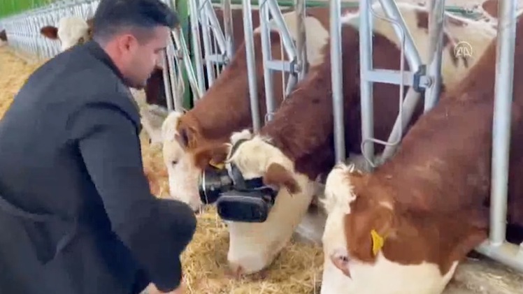 Video: 'Đánh lừa' bò bằng kính thực tế ảo để tăng sản lượng sữa