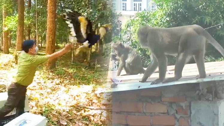 Video: Bầy khỉ đuôi dài ‘quậy tưng’ ở TP.HCM được thả về môi trường tự nhiên