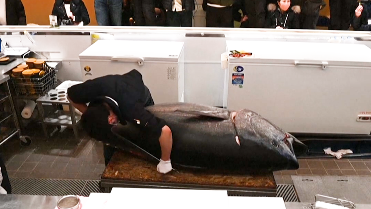 Video: Cận cảnh cá ngừ vây xanh 211kg, một nhà hàng Nhật trúng đấu giá 145.000 USD tại phiên đầu năm