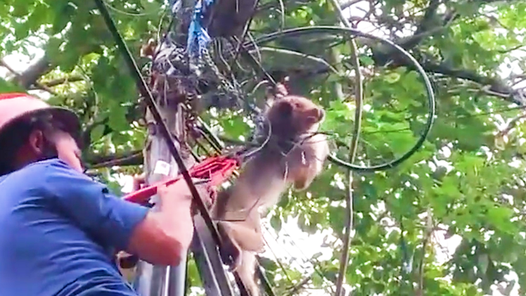 Video: Giải cứu con khỉ bị dây cáp viễn thông quấn chặt vào cổ