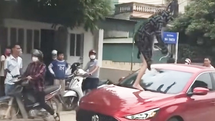 Video: Leo lên xe ô tô đạp vỡ kính, cắn vào tai một phụ nữ ở Thanh Hóa