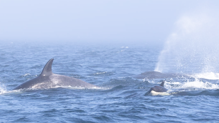 Video: Khoảnh khắc cá voi lưng gù 'đánh nhau' với cá voi sát thủ trên biển