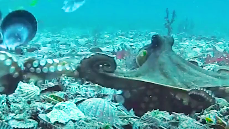 Video: Cận cảnh hai con bạch tuộc ném bùn, vỏ sò vào nhau trong cuộc chiến dưới đáy biển