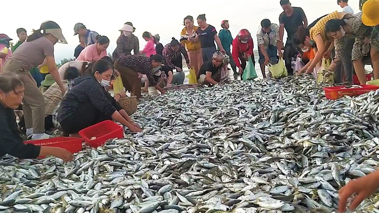 Video: Ngư dân trúng mẻ cá đù, cả trăm người kéo đến mua ngay tại bãi biển