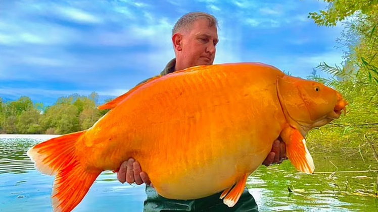 Video: Người đàn ông câu được cá vàng 30kg, một trong những con cá vàng nặng nhất thế giới
