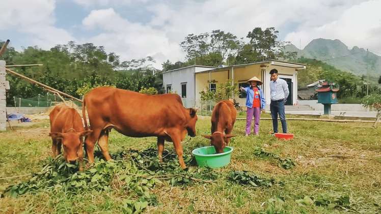 Tiếp sức nhà nông 2022: Đàn bò mơ ước từ đồng vốn nghĩa tình