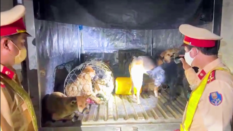 Video: Bắt 5 người trong vụ dùng xe tải đi trộm chó, bị CSGT truy đuổi hơn 2km