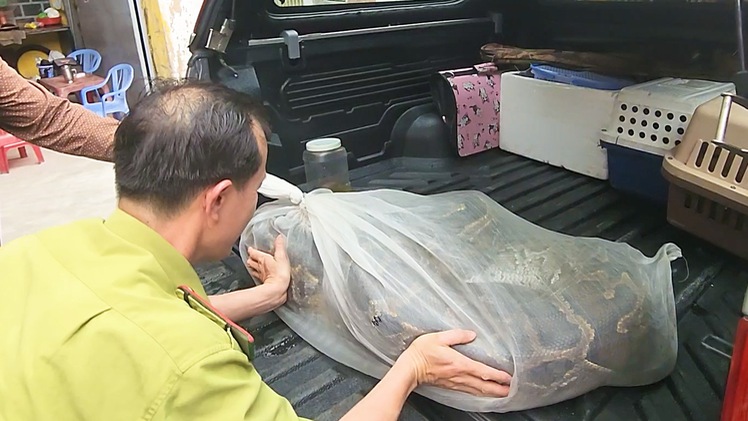 Video: Người dân giao trăn đất 'khủng' 53kg, dài hơn 5 mét cho kiểm lâm