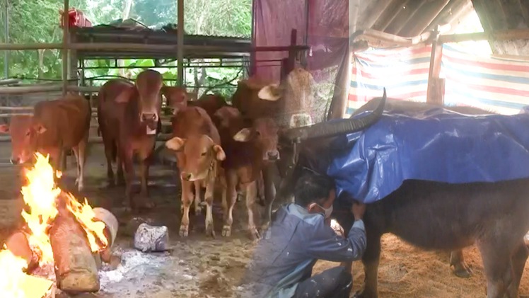 Video: Nông dân Nghệ An đốt lửa, may bạt sưởi ấm cho trâu bò