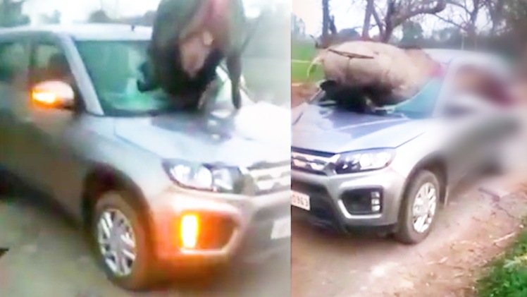 Video: Linh dương xuyên thủng kính chắn gió, kẹt trong ô tô