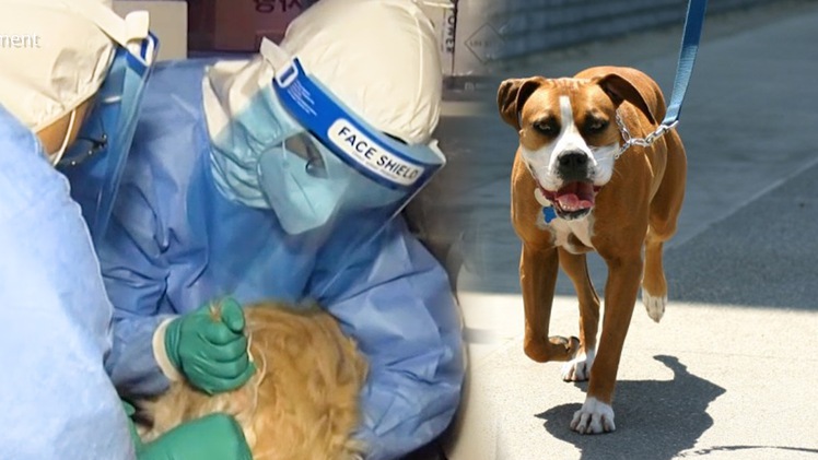 Video: Hàng loạt con chó trên khắp nước Anh bị bệnh bí ẩn, nghi do vi rút corona