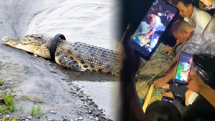 Video: Nhử cá sấu lên bờ để cắt chiếc vỏ xe tròng quanh cổ nó suốt 5 năm