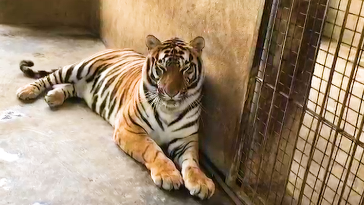 Video: Chăm sóc 8 con hổ thu từ nhà dân ở Nghệ An, nửa năm tốn 4 tỉ đồng