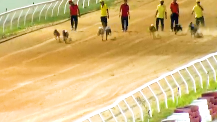 Video: Quanh việc lấy tên người đặt cho chó, ngựa đua tại buổi giao lưu ở Đại Nam