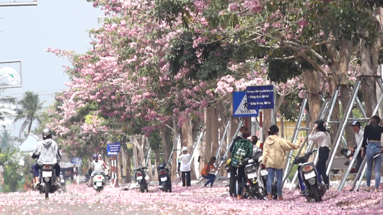 Video: Mê mẩn đường hoa kèn hồng ở miền Tây