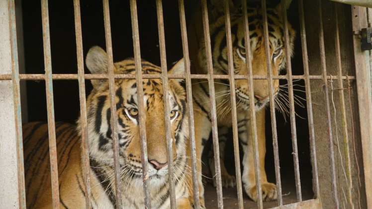 Video: Người nuôi nhốt 14 con hổ như nuôi heo bị phạt 7 năm tù