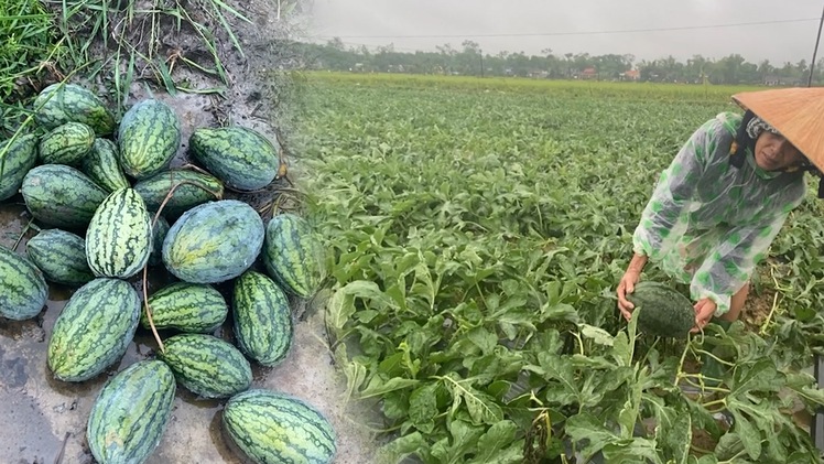Video: Mưa dồn dập, nông dân Quảng Nam dầm mưa ‘cứu’ dưa hấu