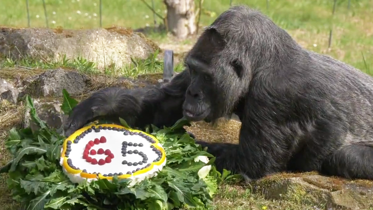 Video: Khỉ đột già nhất thế giới Fatou đón sinh nhật 65 tuổi