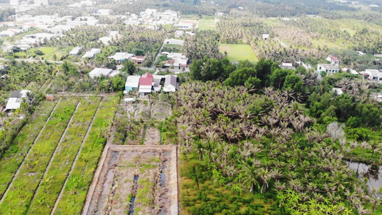 Góc nhìn trưa nay | Sâu đầu đen tàn phá hàng trăm hecta dừa của nông dân Bến Tre