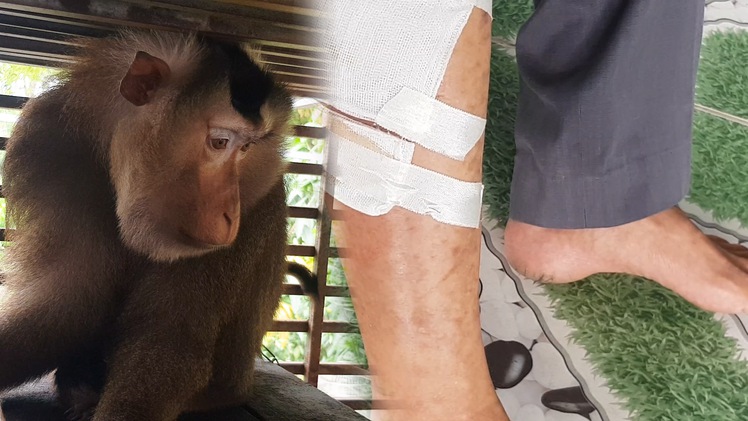 Video: Khỉ đuôi lợn cắn người ở TP.HCM