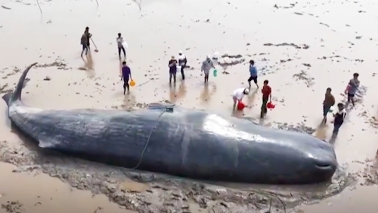 Video: Ngư dân giải cứu cá nhà táng dài 20 mét bị mắc cạn