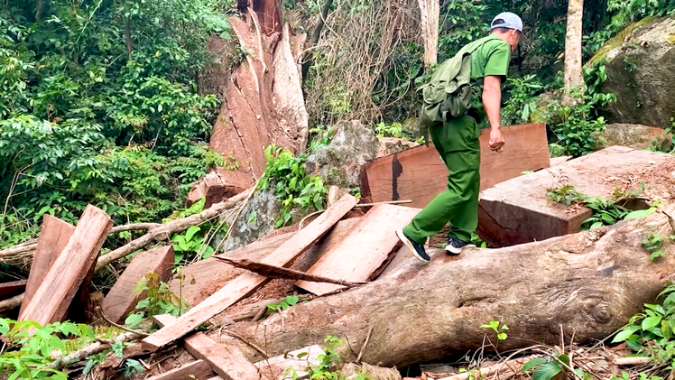 Video: Công an mật phục, bắt quả tang 6 đối tượng cưa xẻ gỗ trái phép trong rừng sâu