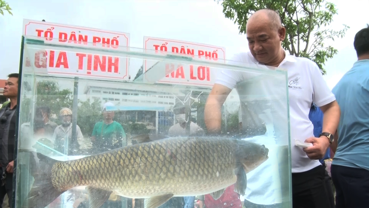 Video: Đặc sắc hội thi cá trắm sông Son ở Phong Nha - Kẻ Bàng