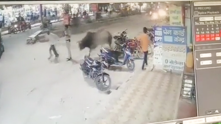 Video: Cảnh sát bất ngờ bị bò húc bay lên không trung